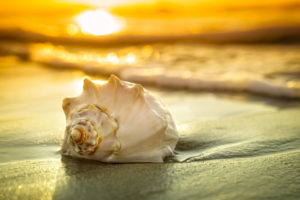 Shell in Sand & Water