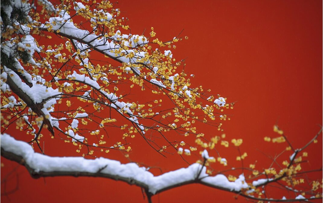 Resilience in Uncertain Times by Linda Cao